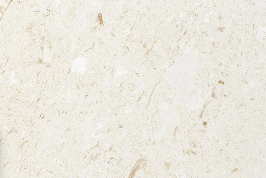 Myra Seashell Limestone